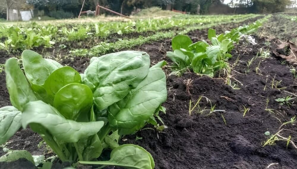 Agroecología: un estudio de la FAUBA plantea la importancia de aplicarla en la horticultura Agroecología: un estudio de la FAUBA plantea la importancia de aplicarla en la horticultura