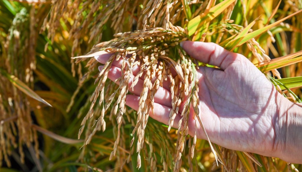 El alimento más consumido del mundo: el arroz se infla de mejoramiento genético, de la mano del INTA El alimento más consumido del mundo: el arroz se infla de mejoramiento genético, de la mano del INTA