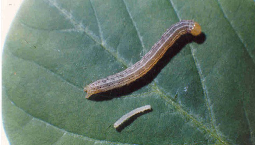 El “boom” de los biológicos: una empresa argentina logró la aprobación de un bioinsecticida en EEUU El “boom” de los biológicos: una empresa argentina logró la aprobación de un bioinsecticida en EEUU
