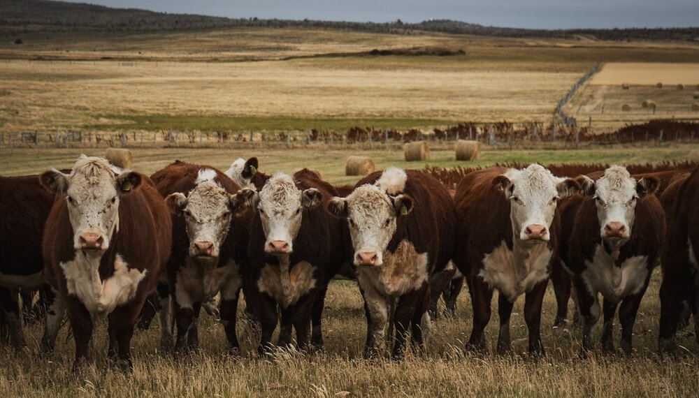 Destete del 87% y toros 8 años en servicio: la genética Hereford se luce en Tierra del Fuego Destete del 87% y toros 8 años en servicio: la genética Hereford se luce en Tierra del Fuego