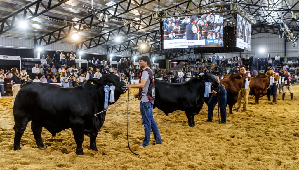 Llegan “Las Nacionales”: Corrientes será otra vez epicentro de lo mejor de la genética bovina y equina Llegan “Las Nacionales”: Corrientes será otra vez epicentro de lo mejor de la genética bovina y equina