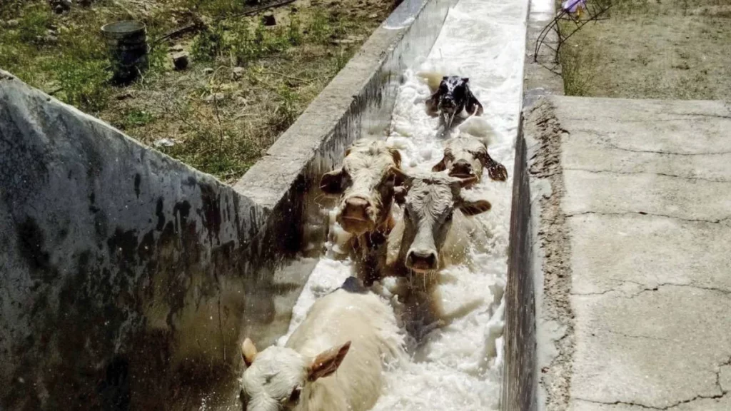 Garrapatas en bovinos: un manual del Senasa detalla cómo deben hacerse los “baños de inmersión” Garrapatas en bovinos: un manual del Senasa detalla cómo deben hacerse los “baños de inmersión”