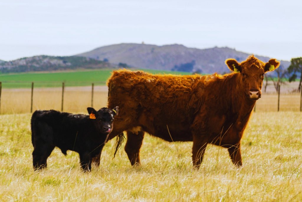 Un análisis sobre el derrumbe del stock bovino: cuando la sequía política es peor que la climática Un análisis sobre el derrumbe del stock bovino: cuando la sequía política es peor que la climática