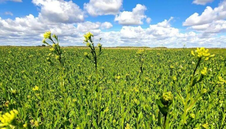 De cara a la campaña fina, la camelina motoriza un nuevo crecimiento en superficie De cara a la campaña fina, la camelina motoriza un nuevo crecimiento en superficie