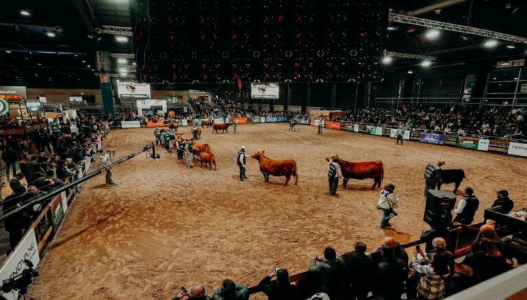 En Palermo, los Angus se preparan para su semana de otoño a pura genética y ventas En Palermo, los Angus se preparan para su semana de otoño a pura genética y ventas