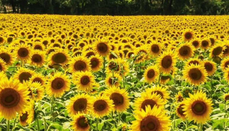 Girasol, el cultivo estrella 2024/25: la cosecha crece 30% y es la mayor en 25 años Girasol, el cultivo estrella 2024/25: la cosecha crece 30% y es la mayor en 25 años