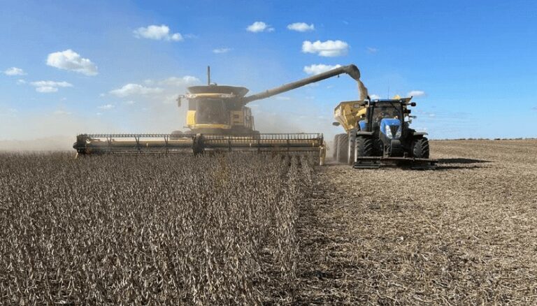 Avanza la cosecha y, en la tierra del maíz, a la nota la dan la soja y el girasol Avanza la cosecha y, en la tierra del maíz, a la nota la dan la soja y el girasol