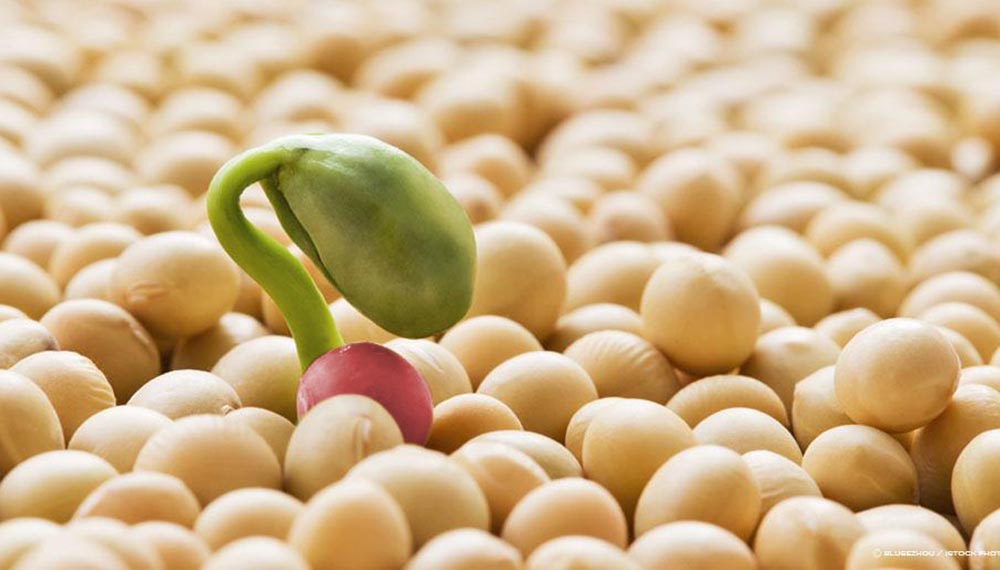 Una “súper” soja: se aprobó una nueva biotecnología resistente a nematodos y a cuatro herbicidas Una “súper” soja: se aprobó una nueva biotecnología resistente a nematodos y a cuatro herbicidas