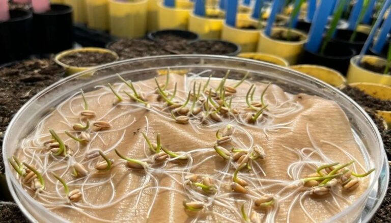 El secreto oculto del trigo: descubrieron un componente en su ADN que eleva los rindes 5% El secreto oculto del trigo: descubrieron un componente en su ADN que eleva los rindes 5%