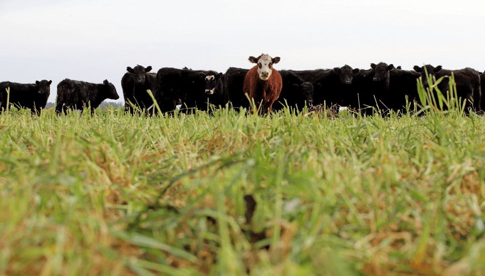 La década perdida del stock bovino: en 2024 cayó al nivel más bajo en 13 años La década perdida del stock bovino: en 2024 cayó al nivel más bajo en 13 años