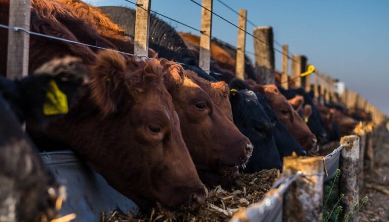 “Corrrales en proceso de llenado”: con los números a favor, los feedlots engordan su rentabilidad “Corrrales en proceso de llenado”: con los números a favor, los feedlots engordan su rentabilidad