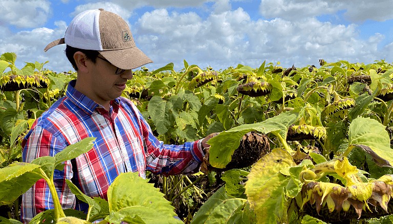 La oportunidad del girasol: con mejor tecnología, podría rendir hasta 40% más La oportunidad del girasol: con mejor tecnología, podría rendir hasta 40% más