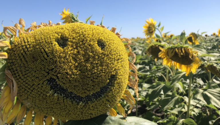 Iluminado: además de las excelentes proyecciones, el girasol trae “una oportunidad única para el productor”