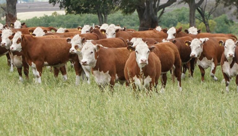 Otra brecha de rendimiento para mejorar: las pasturas también demandan una mayor fertilización Otra brecha de rendimiento para mejorar: las pasturas también demandan una mayor fertilización