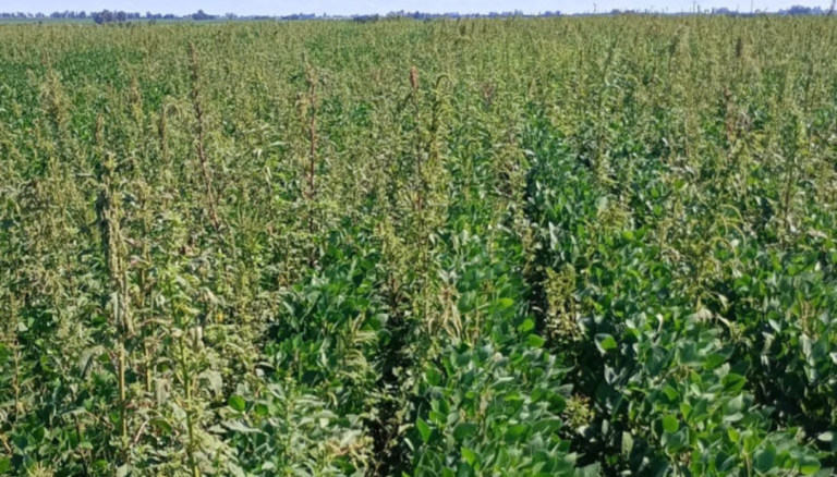 Otra alerta roja por malezas: el yuyo colorado sumó una nueva resistencia, ahora a un herbicida PPO Otra alerta roja por malezas: el yuyo colorado sumó una nueva resistencia, ahora a un herbicida PPO