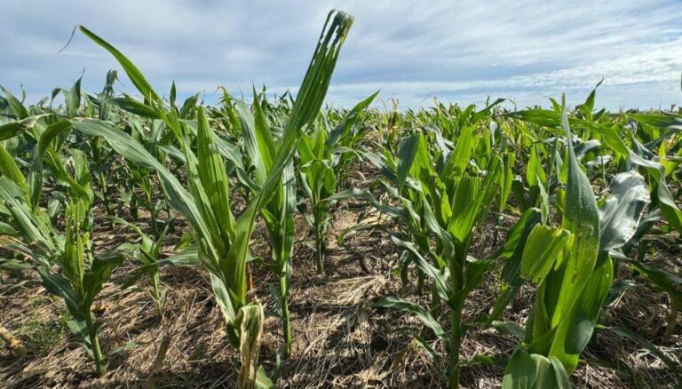 El cogollero enciende alertas: ya no solo sobrevive a maíces BT, sino también a insecticidas El cogollero enciende alertas: ya no solo sobrevive a maíces BT, sino también a insecticidas