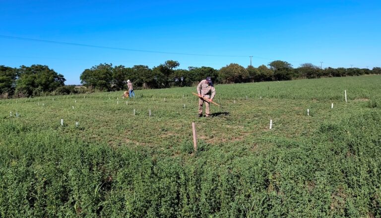 Pasturas: cómo duplicar el rendimiento forrajero con la adopción de bioestimulantes Pasturas: cómo duplicar el rendimiento forrajero con la adopción de bioestimulantes