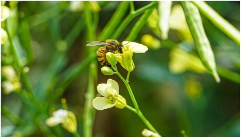 Carbono neutro: la colza y la carinata calculan su huella para multiplicar la sustentabilidad Carbono neutro: la colza y la carinata calculan su huella para multiplicar la sustentabilidad