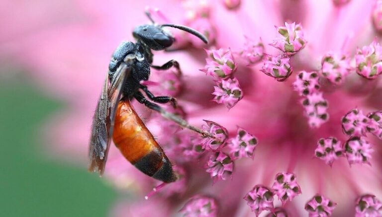 La biodiversidad como insumo: un estudio global reveló una nueva clave para cuidar los polinizadores La biodiversidad como insumo: un estudio global reveló una nueva clave para cuidar los polinizadores