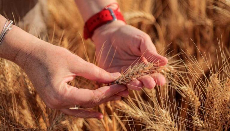 “Se quiere, pero no se puede”: en la zona núcleo, el trigo confirma una menor intención de siembra “Se quiere, pero no se puede”: en la zona núcleo, el trigo confirma una menor intención de siembra