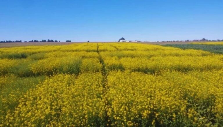 Nuevos cultivares: de la mano del INTA, Floriana y Juana fortalecen la nueva era de la colza Nuevos cultivares: de la mano del INTA, Floriana y Juana fortalecen la nueva era de la colza