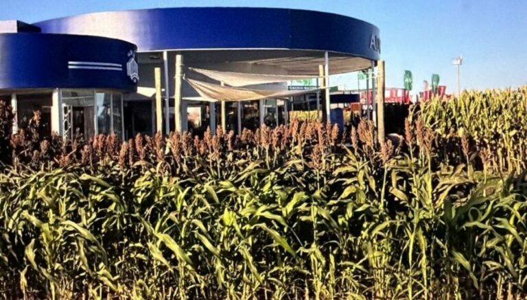 La ciencia fortalece al sorgo: en Argentina descubrieron cómo evitar el brotado previo a la cosecha La ciencia fortalece al sorgo: en Argentina descubrieron cómo evitar el brotado previo a la cosecha