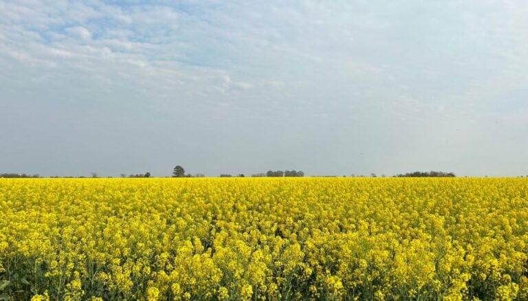 Colza, cártamo y camelina: los cultivos para biocombustibles no se ponen límites y van por otro salto productivo Colza, cártamo y camelina: los cultivos para biocombustibles no se ponen límites y van por otro salto productivo
