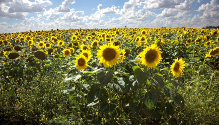 Con demanda creciente, el girasol no se pone límites: “Los breeders están trabajando contrarreloj” Con demanda creciente, el girasol no se pone límites: “Los breeders están trabajando contrarreloj”