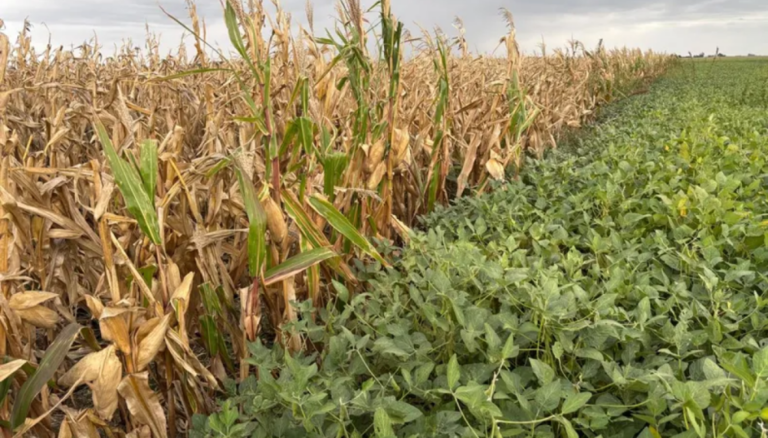 El monocultivo ya es solo un mal recuerdo: en la zona núcleo se consolida el “1 a 1” de soja y gramíneas El monocultivo ya es solo un mal recuerdo: en la zona núcleo se consolida el “1 a 1” de soja y gramíneas