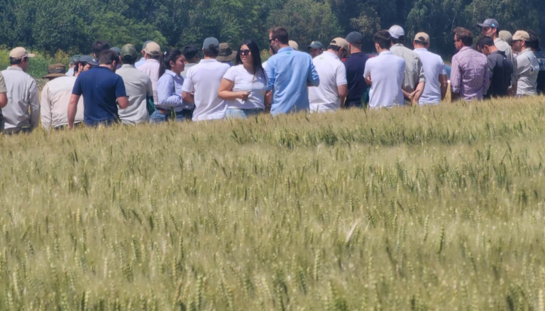 El trigo toma aire: la baja en la urea mejora las expectativas de siembra y fertilización El trigo toma aire: la baja en la urea mejora las expectativas de siembra y fertilización