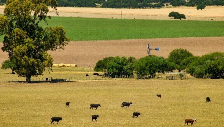 En el partido del cuidado del carbono, la ganadería con pastoreo rotativo le gana por goleada a la agricultura En el partido del cuidado del carbono, la ganadería con pastoreo rotativo le gana por goleada a la agricultura