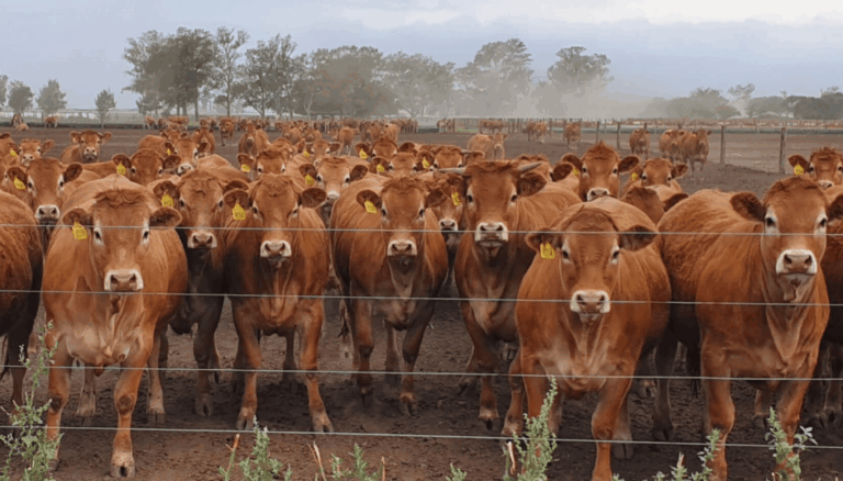 ¿Comenzó definitivamente la fase de retención?: la faena de hembras tocó su nivel más bajo en 5 años ¿Comenzó definitivamente la fase de retención?: la faena de hembras tocó su nivel más bajo en 5 años