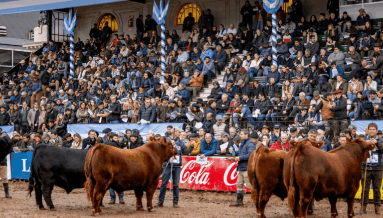 Los Angus vienen marchando hacia Palermo: habrá 500 animales y 140 expositores en La Rural Los Angus vienen marchando hacia Palermo: habrá 500 animales y 140 expositores en La Rural